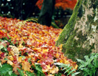 Luxury travel - Kyoto's momiji