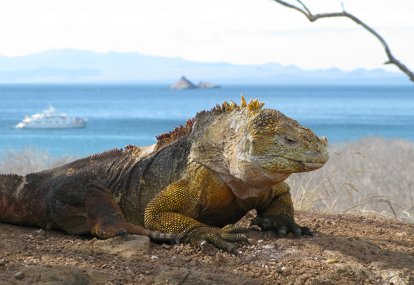 luxury Galapagos tours
