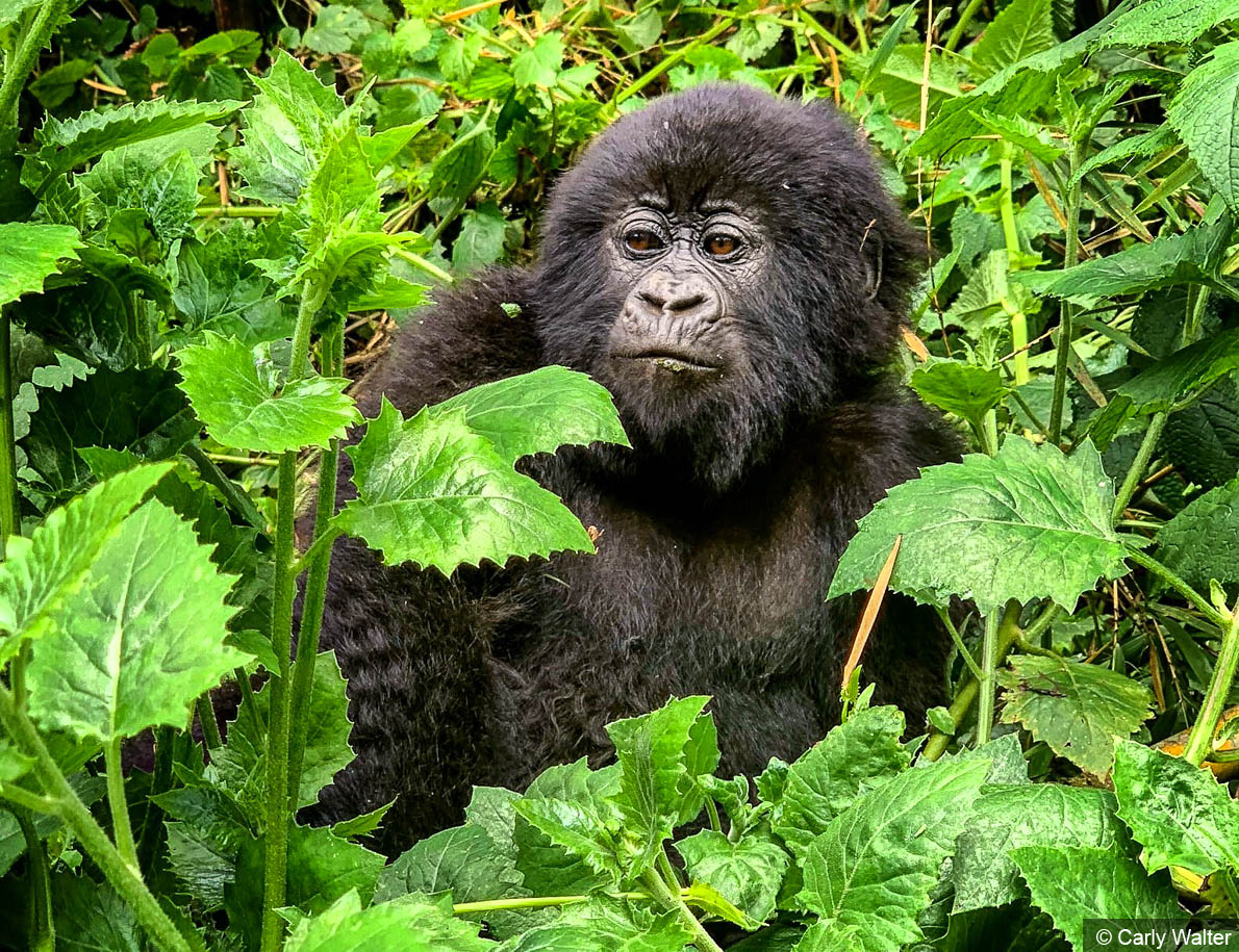 private Rwanda tours