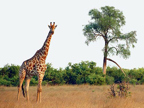 luxury tour Botswana