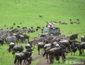 luxury safari tours