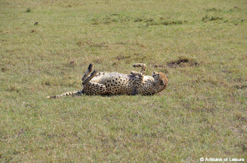 Kenya Maasai Mara Saruni Mara leopard