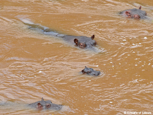 Kenya Maasai Mara hippos