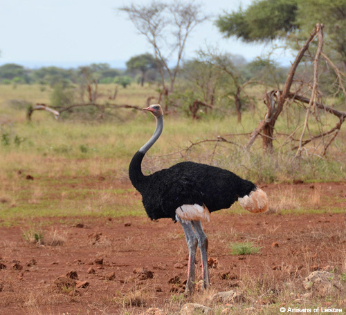 Kenya Meru Elsa ostrich