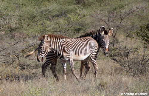 Kenya Saruni Samburu zebras