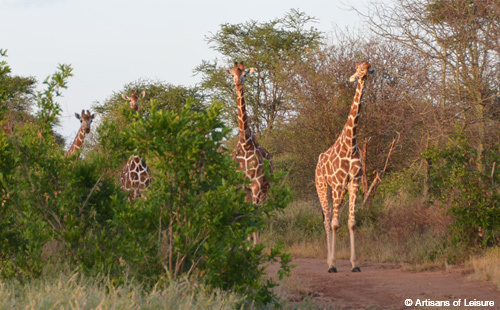 Kenya giraffes