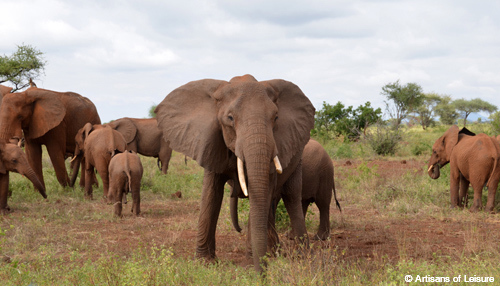 Kenya Meru elephants