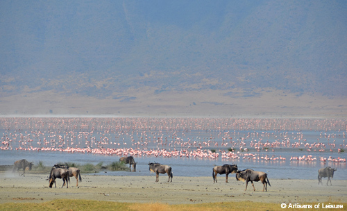 Tanzania Ngorongoro wildebeest and flamingo