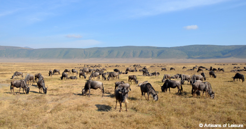 Tanzania Ngorongoro wildebeest