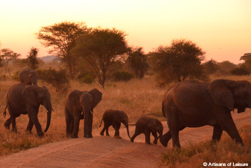 Tanzania Tarangire elephants