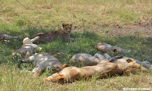 wildlife tours Africa