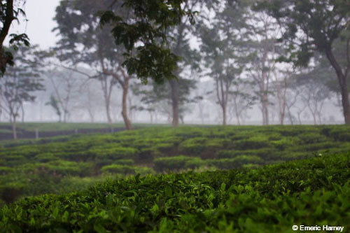 tea and mist