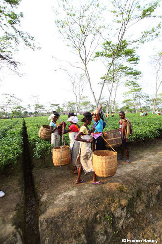 tea being picked