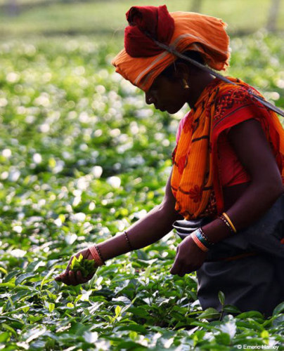 tea picking