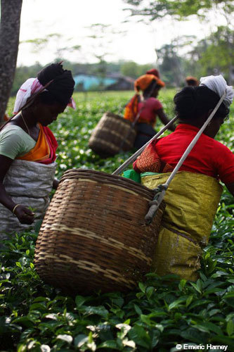 tea picking