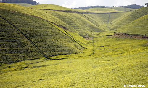 tea plantation