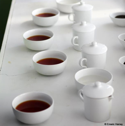 tea tasting