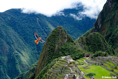 falcon in Peru