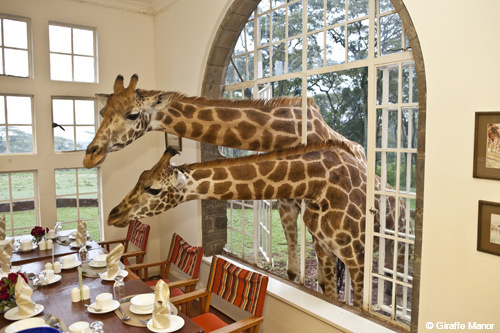 Giraffe Manor luxury Kenya safaris