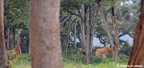 Kenya Giraffe Manor grounds