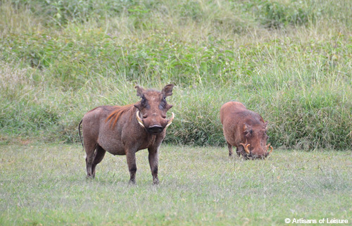 Giraffe Manor warthogs