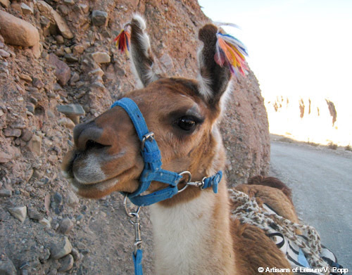 llama in Argentina