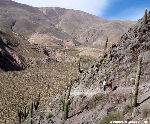 llama trekking in Argentina