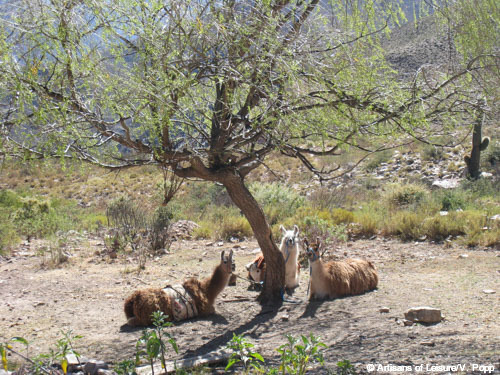 resting llamas