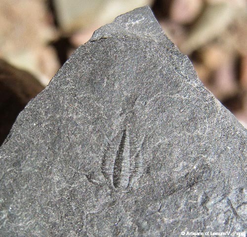 trilobites in Argentina