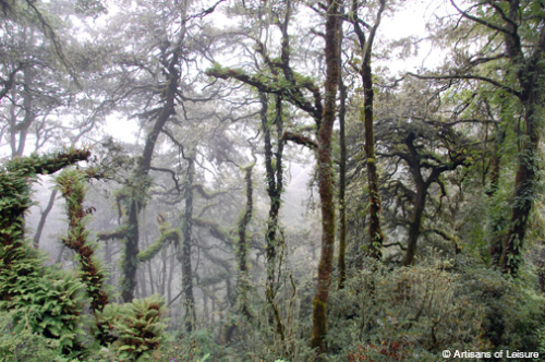 Bhutan nature