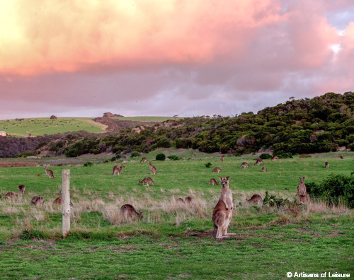 wildlife tours Australia