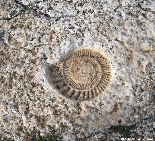Fossils Spain