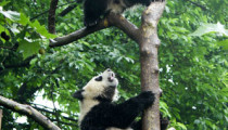 Pandas and More in Chengdu, China