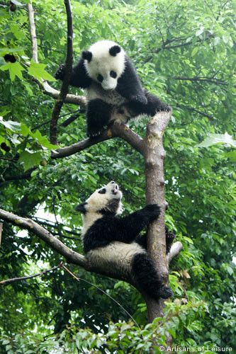 Pandas tours Chengdu