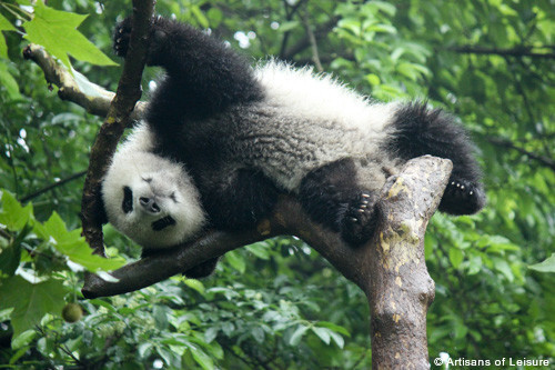 Pandas in Chengdu China