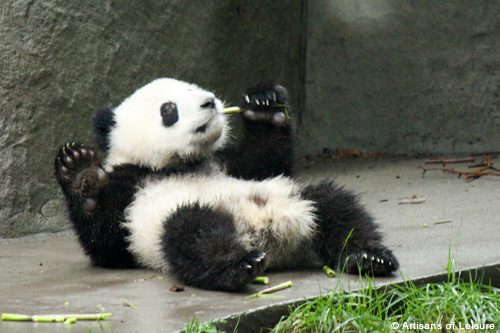 Pandas tours Chengdu