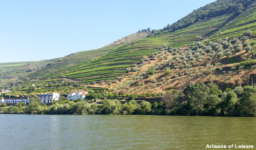 Douro terraced hillsides