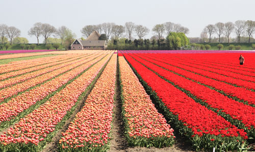 Flower tours Amsterdam