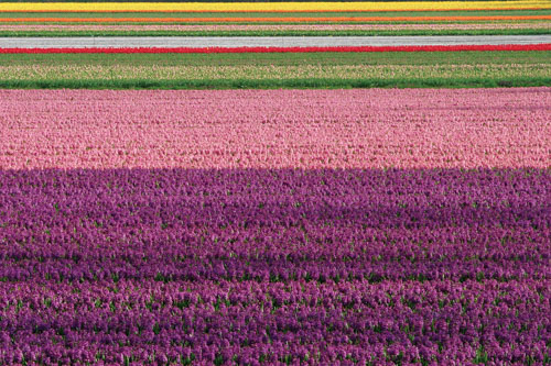 Flower tours Amsterdam