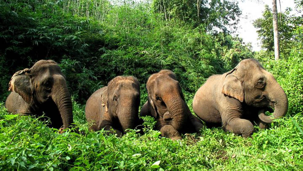 elephant tours Thailand