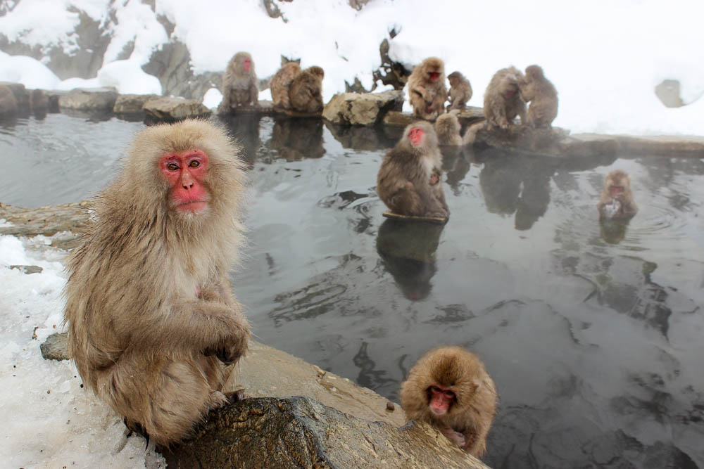 snow monkeys japan