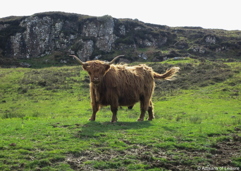 Isle of Skye, highland cow