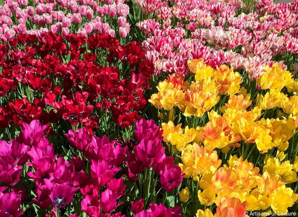 Keukenhof tours