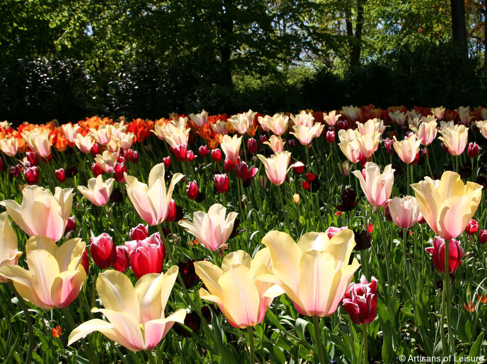 Keukenhof tours Amsterdam