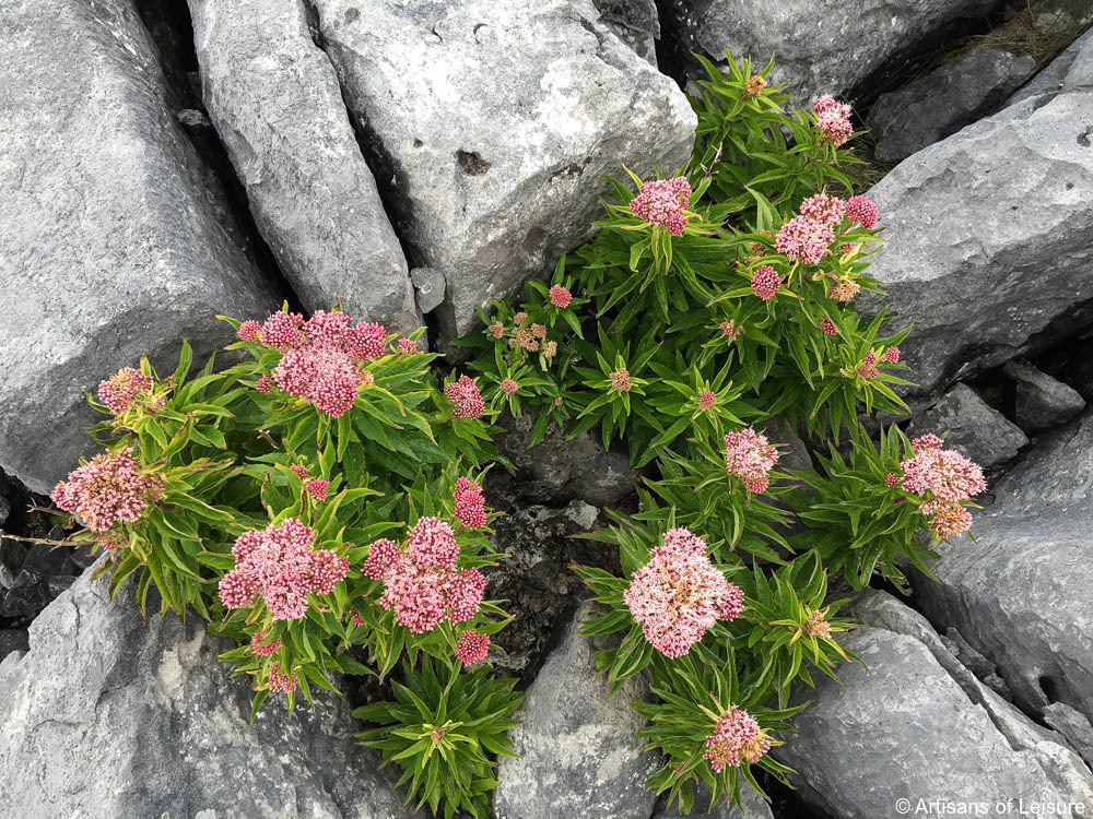 Burren Ireland tours