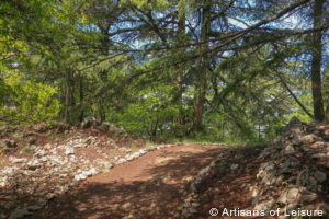 Cedar Reserve Lebanon