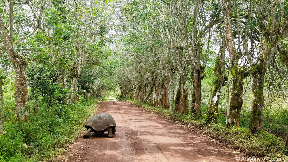 Luxury Galapagos tours