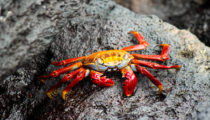 Luxury Adventure Tour of Ecuador & the Galapagos