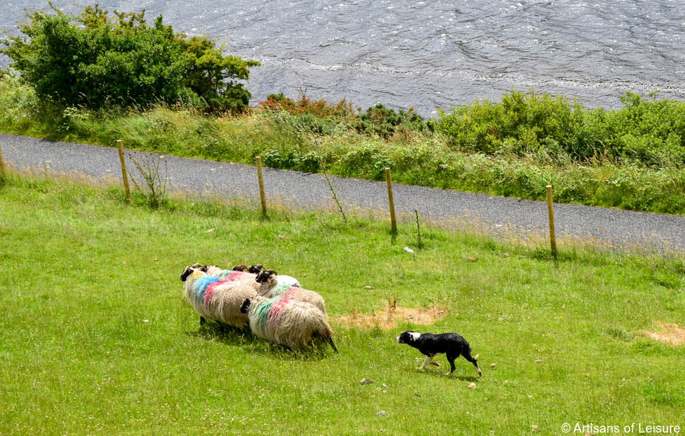 Family tour Ireland