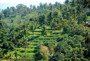 Luxury Indonesia tours